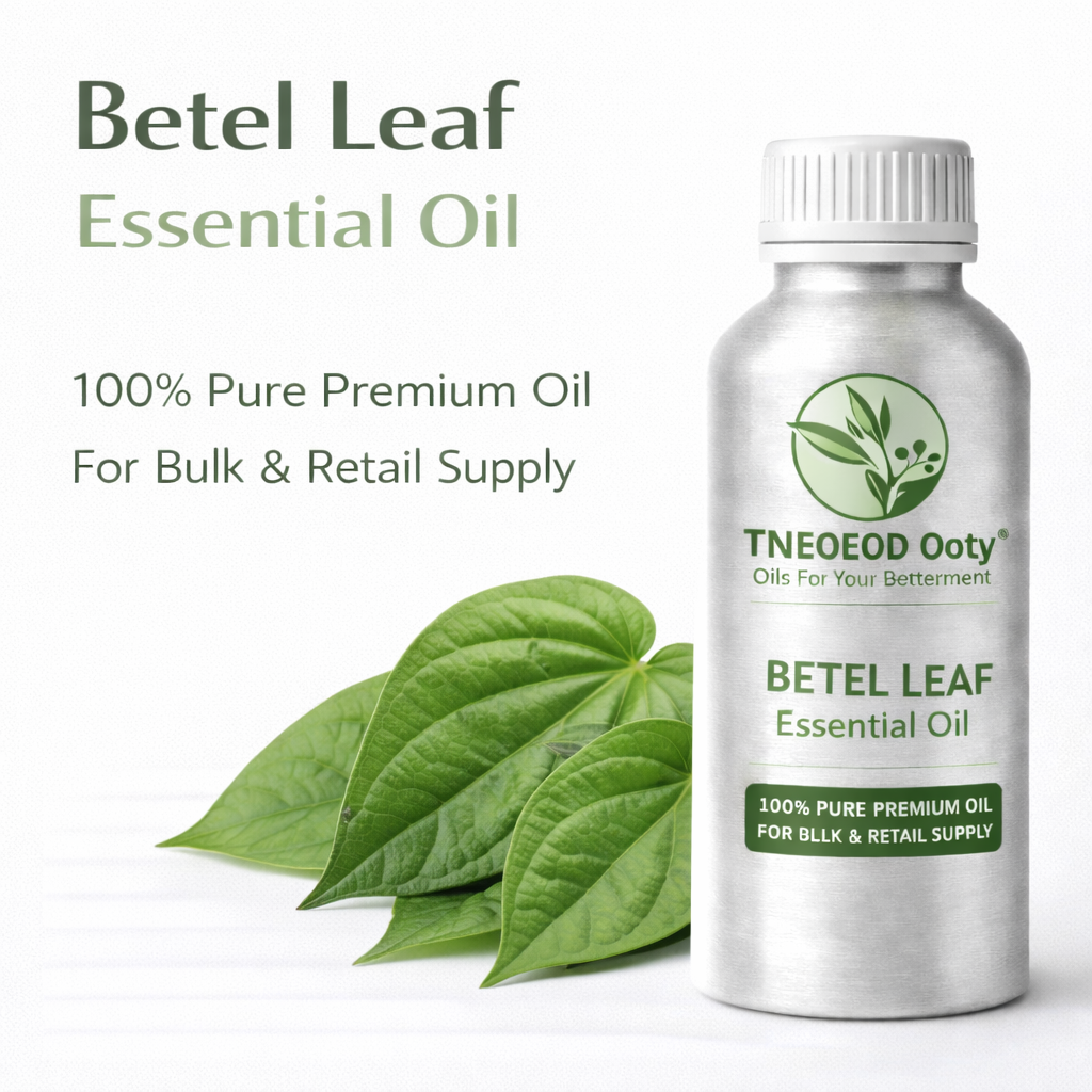 Betel Leaf Essential Oil for Oral Care and Wellness