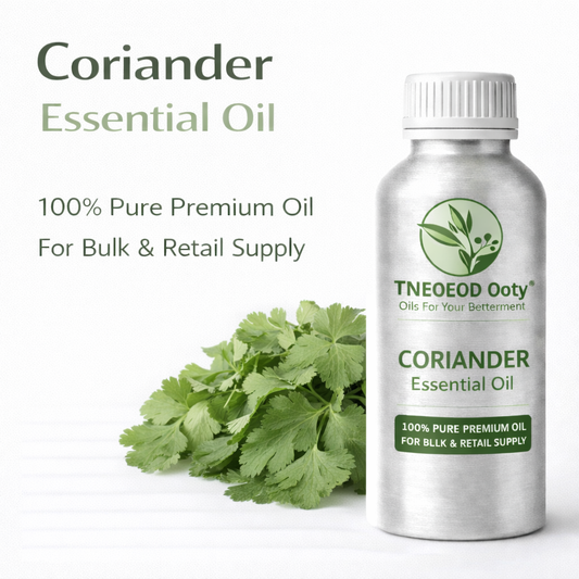 Coriander Essential Oil with Herbal Aroma