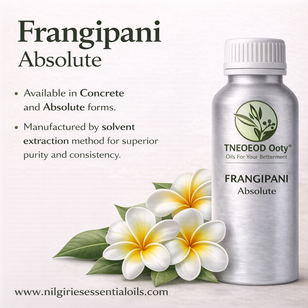 Frangipani Absolute
