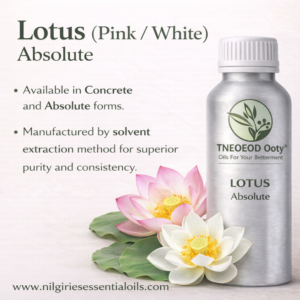 Lotus Absolute Pink/White