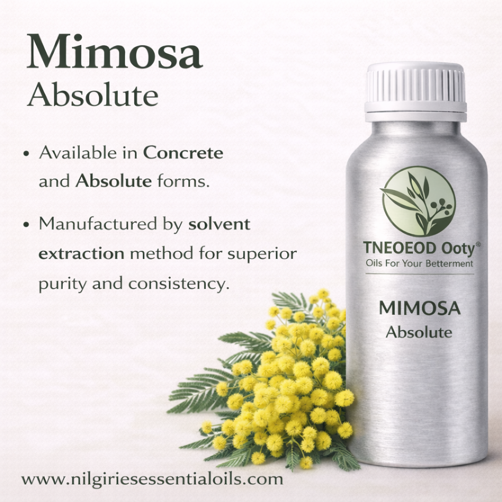 Mimosa Absolute