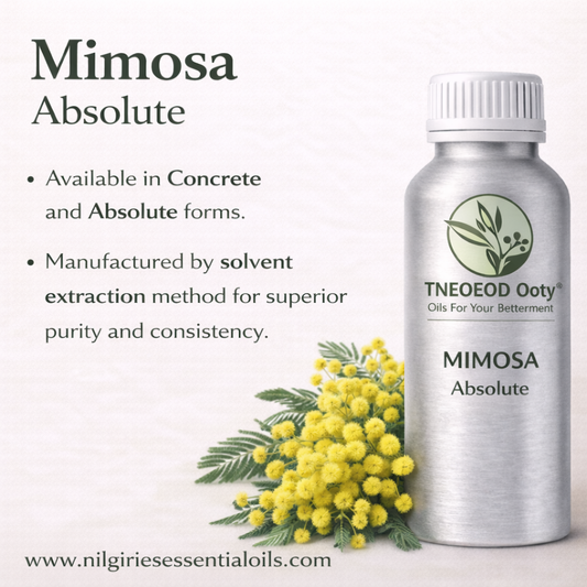 Mimosa Absolute