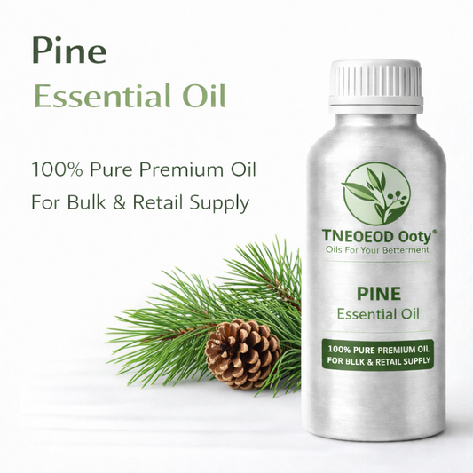 Pine Essential Oil for Aromatherapy and Freshening