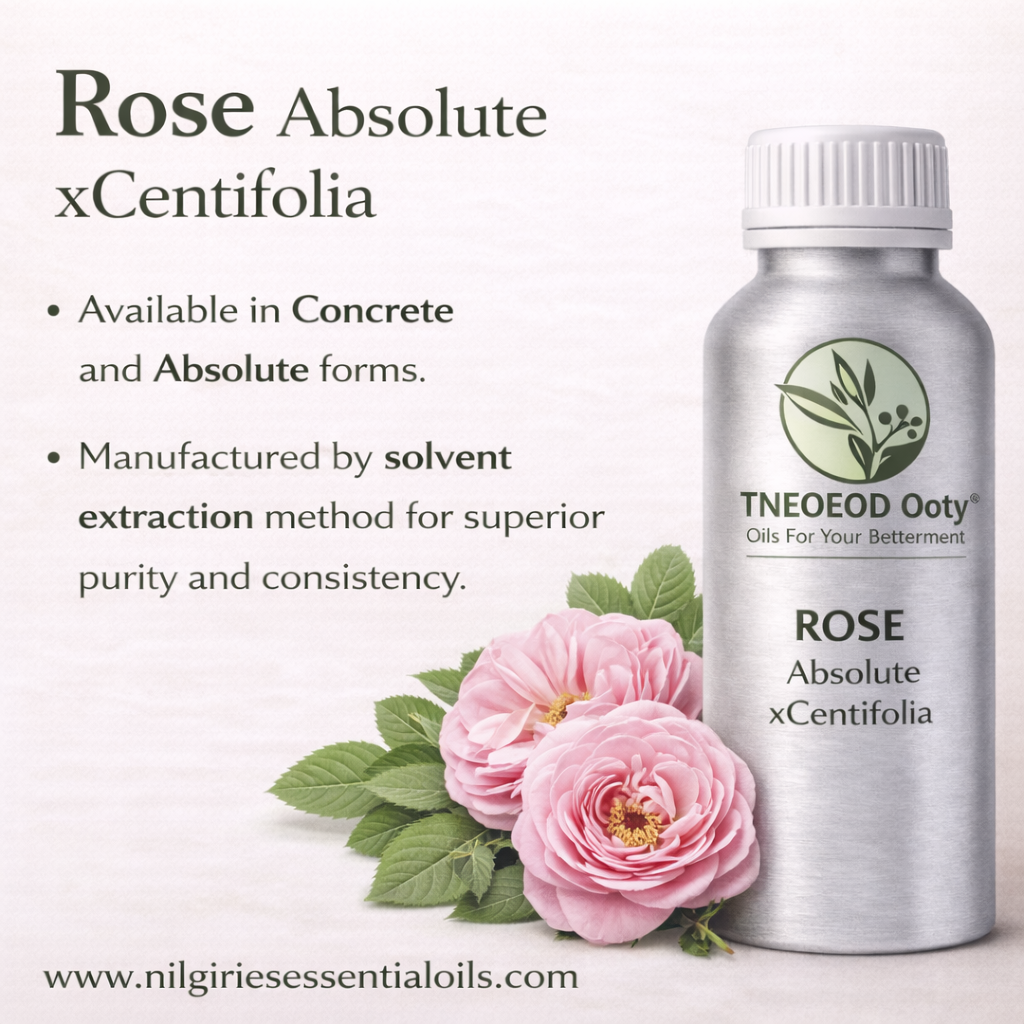 Rosa Centifolia Absolute